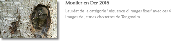 ﷯Montier en Der 2016 Lauréat de la catégorie "séquence d'images fixes" avec ces 4 images de jeunes chouettes de Tengmalm. 